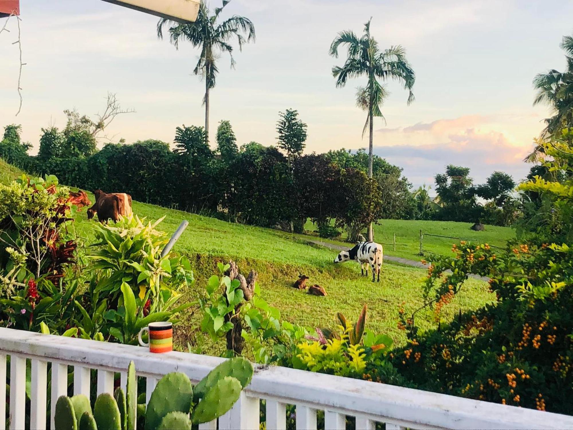アピア Apaula Heights Lounge Bed & Breakfast エクステリア 写真